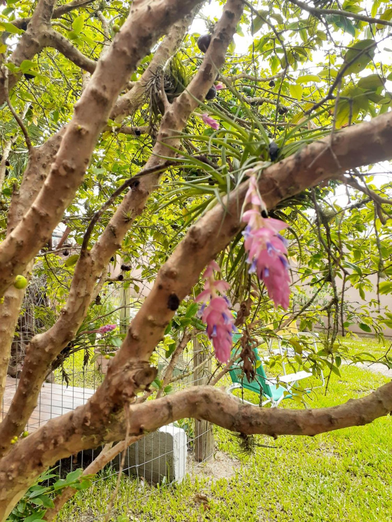 Jabuticasa Cabana De Madeira Na Praia Penha  Bagian luar foto